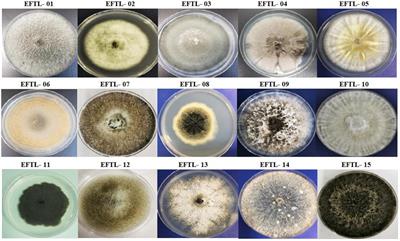 Fungal Endophytes of Tahiti Lime (Citrus citrus × latifolia) and Their Potential for Control of Colletotrichum acutatum J. H. Simmonds Causing Anthracnose